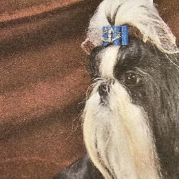 Shih Tzus from Southern Class Shih Tzu