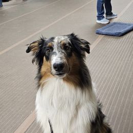 Scottish Collies from Urquhart Collies