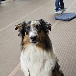 Scottish Collies from Urquhart Collies