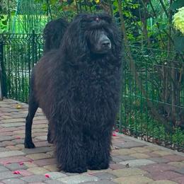 Dusty - Portuguese Water Dog