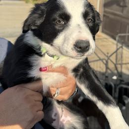 Blue - Black and white male Border Collie puppy in Perris, California from Aguilera's Puppies