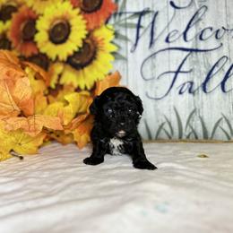 Poodle All Grown Up from Parti-Pawz