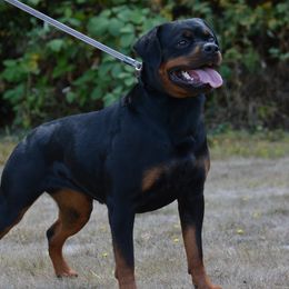Freya - Rottweiler