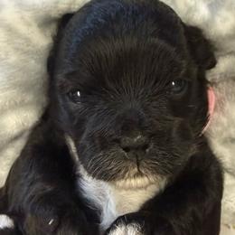 Black and white girl - Black and white female Shihpoo puppy in Cottondale, Florida from Pat’s precious puppies