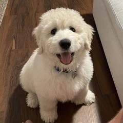 Pyredoodle Puppies from Perfect Pyredoodles