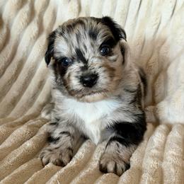 Nova - Blue merle female Miniature Australian Shepherd puppy in New Hampton, Iowa from Full River Australian Shepherds