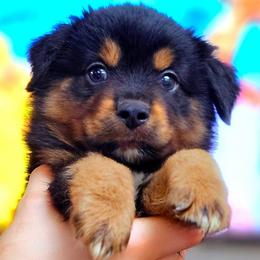 Vander - Black tri male Miniature Australian Shepherd puppy in Punta Gorda, Florida from Christie's Creekside Aussies