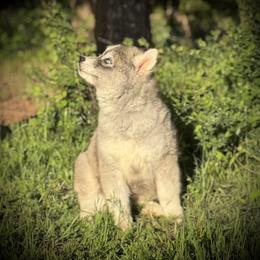 Pomsky and Siberian Husky Puppies from A-Dream Pomsky Kennel