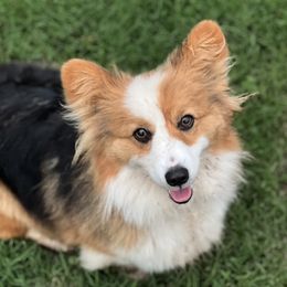 Amber - Pembroke Welsh Corgi