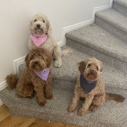 Harley - Goldendoodle