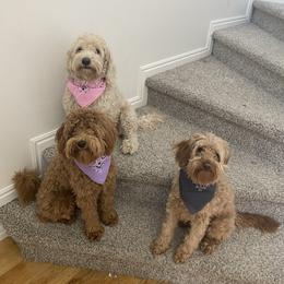 Harley - Goldendoodle