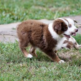 Red Tri Boy with White Face - Red tri-color male Miniature American Shepherd puppy in Fore Store, Virginia from Bugsie's Mini Aussies