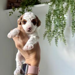 Koala - Parti female Poodle puppy in Pleasant Grove, Utah from Destination Doodles