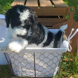Sheepadoodle Puppies from Primrose Cottage Puppies