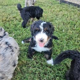 Yellow - Tri-color female Bernedoodle puppy in Shelby, North Carolina from Forever Grateful Doodles