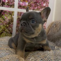 Delia - Tricolors female French Bulldog puppy in Spokane, Washington from Lilac City Frenchies