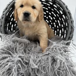 Golden Retriever Puppies from K & M Golden Retrievers
