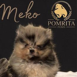 Meko - Blue merle male Pomeranian puppy in North Port, Florida from POMRITA POM’S