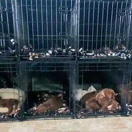 Chesapeake Bay Retriever Puppies from Shore Acres Chesapeakes