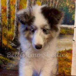 Henry - Blue merle white and tan male Shetland Sheepdog puppy in Idaho from Bellissimo Shelties