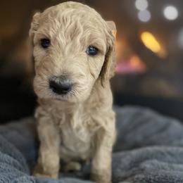 Cockapoo and Goldendoodle Puppies from Capital Doodles