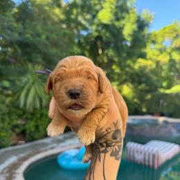 Girl 3 - Apricot female Goldendoodle puppy in La Verne, California from Marshall Goldendoodles