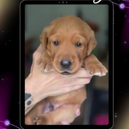 Silver Collar - Mercury - Yellow male Labrador Retriever puppy in Sumerduck, Virginia from Cedar Mountain Retrievers