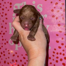 Woods - Red  male Goldendoodle puppy in Hopkins County, Texas from Boutique Doodles