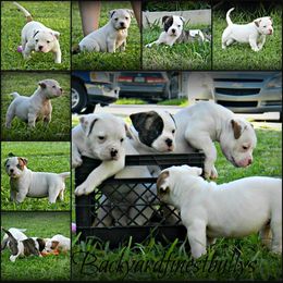 American Bulldog and French Bulldog Puppies from BackyardfinestBullys