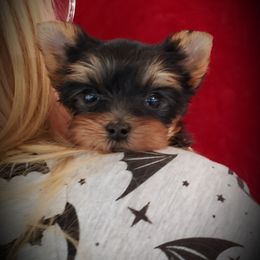 Yorkshire Terrier Puppies from Little Angel Yorkies