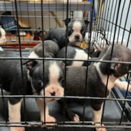 Boston Terrier Puppies from Boston Terriers
