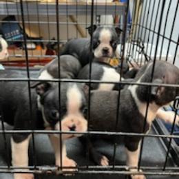 Boston Terrier Puppies from Boston Terriers
