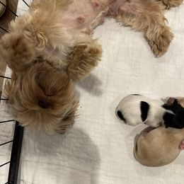 Rain - Yorkshire Terrier