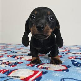 Black and tan female - Black and tan female Dachshund puppy in Belle Rive, Illinois from Akin's Miniature Dachshunds, LLC