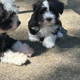 Oreo - Black and white female Havanese puppy in Hampton, Virginia from Nevin Keeney