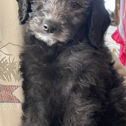 Labradoodle and Poodle Puppies from Top Knot Companions Poodles and Labradoodles
