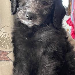 Labradoodle and Poodle Puppies from Top Knot Companions Poodles and Labradoodles