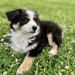 Olive - Black tri-color Australian Shepherd puppy in Vista, California from Cummings Family Aussies