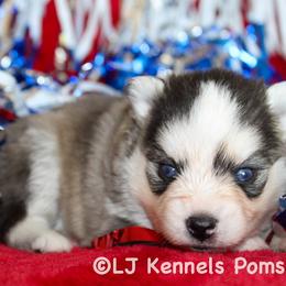 Noodle - Gray and white male Pomsky puppy in Centerville, Iowa from LJ Kennels Pomskies, LLC