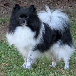 Boxer and Pomeranian All Grown Up from Spivey the grand boxers and poms