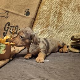 Nossen - 3,400 - Dapple male Dachshund puppy in Valdosta, Georgia from Flangel Dachshunds
