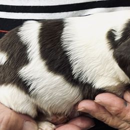 Nala girl 1 - Liver and white female Brittany puppy in Floyd Knobs, Indiana from Cross Creek Brittanys