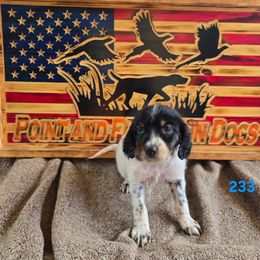 Boy 1 - Blue belton and tan (tri-color) male English Setter puppy in Potosi, Wisconsin from Point and Flush Gun Dogs