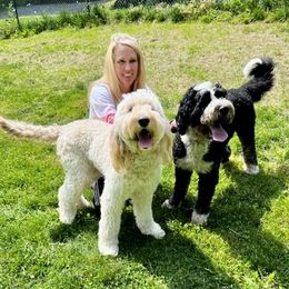 Assorted Doodle Crosses puppies from Kava Kennels