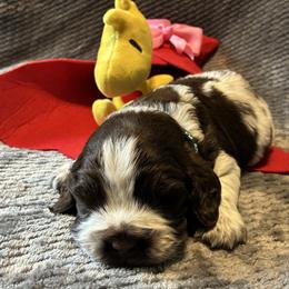 Woodstock - Liver white and roan male English Springer Spaniel puppy in Hudson, Michigan from Picky’s Puppies