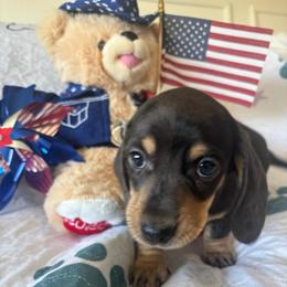 Isaac - Black and cream male Dachshund puppy in Homedale, Idaho from Jeff & Joette