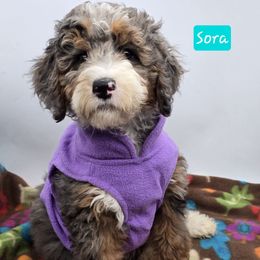 Sora - Blue merle female Bernedoodle puppy in Neillsville, Wisconsin from Granton Creek