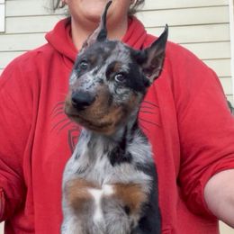 Scylla (Orange collar) - Harlequin female Beauceron puppy in Waller, Texas from Côté Obscur