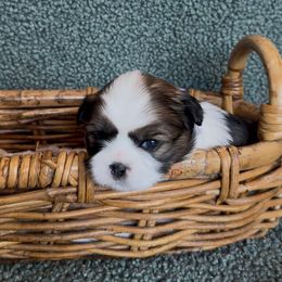 Buttercup - Black and white female Companion Cross puppy in Fresno, Texas from Leslie’s Shih Tzus