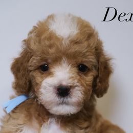 Dexter - Poodle puppy in New Jersey from TK Poodles